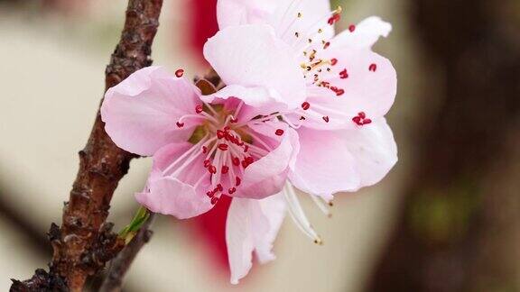 粉红桃花源从花蕾到盛开的视频4k视频