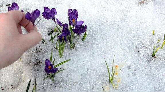 手捧藏红花雪