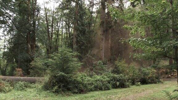 一棵大树倒在森林地面上