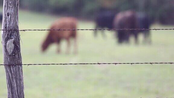 自由放养的肉牛包括公牛、母牛和小牛