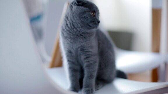 一只灰色垂耳的英国小猫的肖像