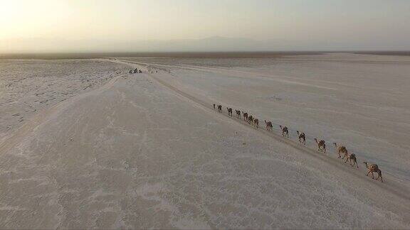 沙漠中的骆驼商队鸟瞰图无人机飞过在沙滩上行走的骆驼埃塞俄比亚达纳基尔洼地运送盐的骆驼商队
