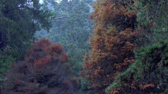 秋景雨天的风景宁静的场景黄绿色和橙色