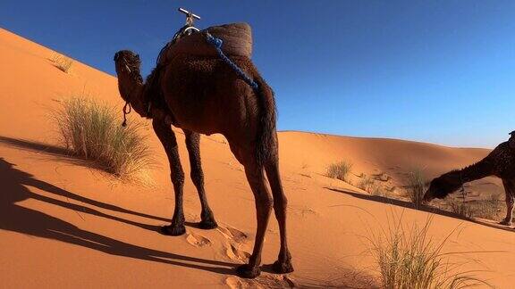 骆驼(单峰驼)吃摩洛哥撒哈拉沙漠的沙漠草