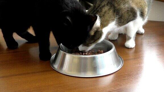 两只猫正在从一个碗里吃东西