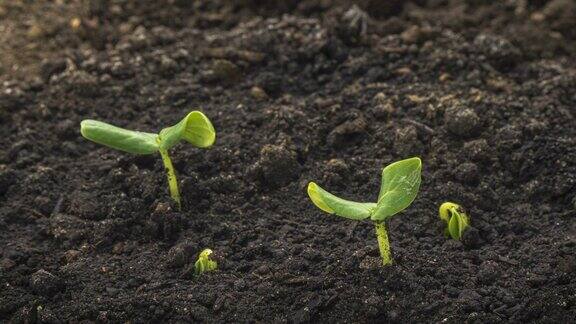 种植绿色黄瓜植物时间推移时间推移种子生长近距离自然农业芽蔬菜从地里发芽
