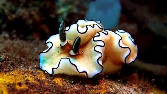 裸鳃海蛞蝓