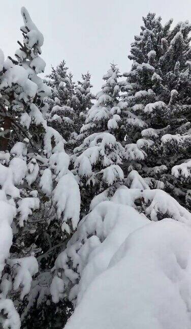 冬天的风景山上的松树被厚厚的白雪覆盖的特写镜头下雪观点环顾四周
