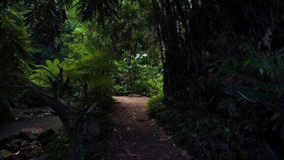 在巴厘岛热带丛林中徒步旅行