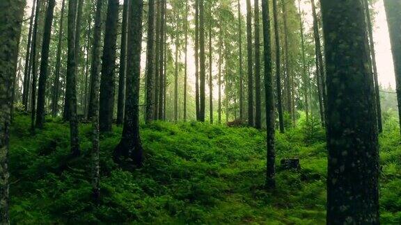 树木公园森林雾太阳神奇的自然薄雾晨叶