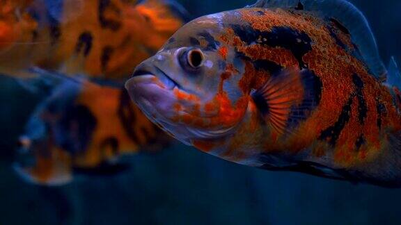 水族馆中蓝色海水中的热带鱼