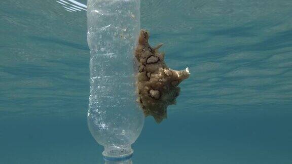 塑料污染一只美丽的裸鳃海兔沿着漂浮在蓝色水面上的塑料瓶爬行斑点海兔(指海兔)地中海欧洲
