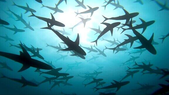 深海和巨大的鲨鱼群3d循环