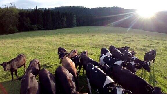 飞过黑色的奶牛牧场和夕阳