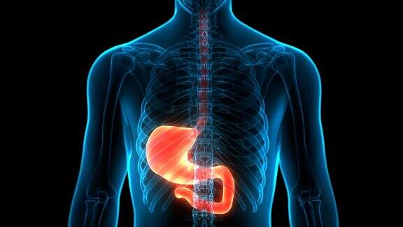 人体消化系统胃解剖学