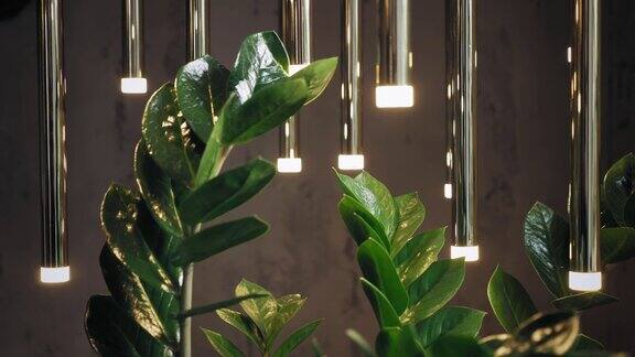 zamioculcas特写镜头灯间一株奇异的常绿植物的枝叶室内植物和花卉