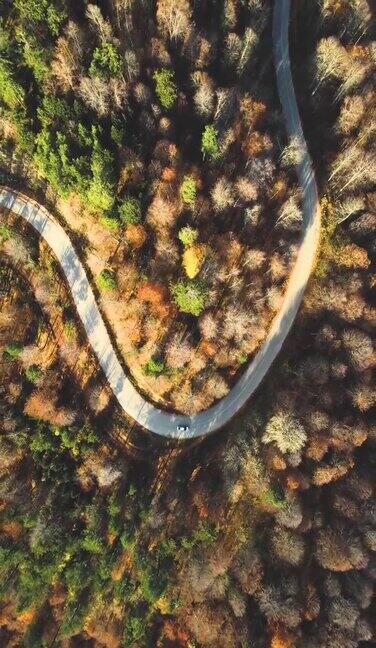 垂直视频鸟瞰图的道路和汽车通过秋天的森林巴克格录像
