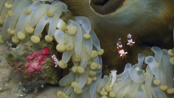 海葵在菲律宾海底的野生动物