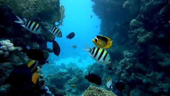海洋海洋中的水下生物五颜六色的珊瑚和鱼