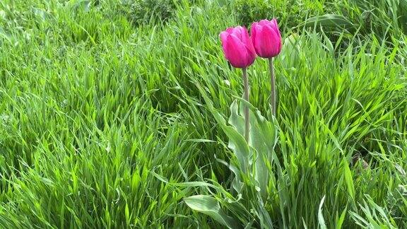 绿色的草地上开着两朵粉红色的郁金香