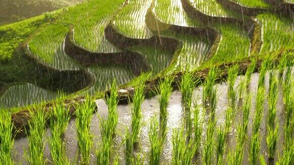 东南亚雨天稻田秧苗特写