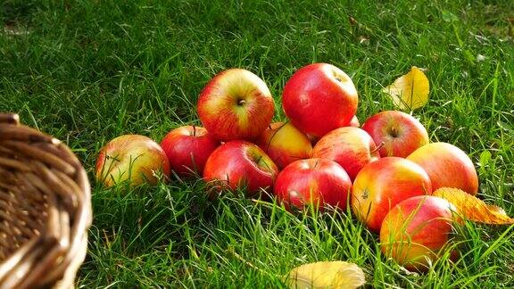 草地上的篮子和苹果