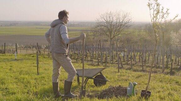 在阳光明媚、田园诗般的乡村山坡上一名男子正在为果树挖洞