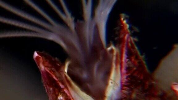 海橡子海洋甲壳类动物生活在海底