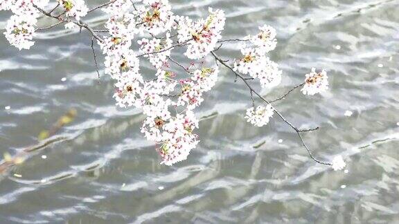 河边的樱花随风摇曳