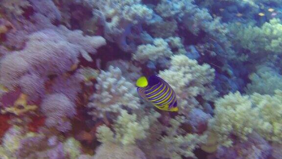 蝴蝶鱼在珊瑚礁上寻找食物