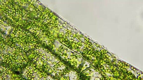 植物细胞的叶绿体移动微观视图