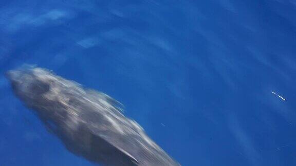 在海里游泳的海豚