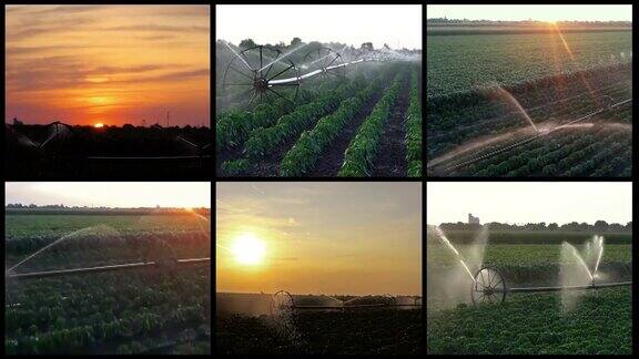 日落时农田作物灌溉