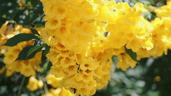 近距离观察黄色花朵上的蜜蜂
