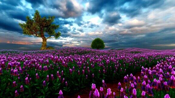 法国薰衣草和一棵有美丽天空的树