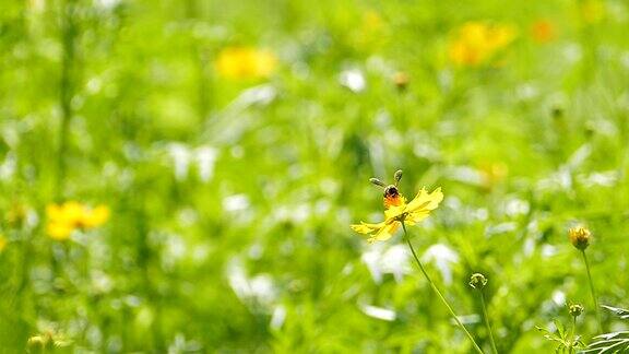 夏季工蜂采花粉的慢镜头