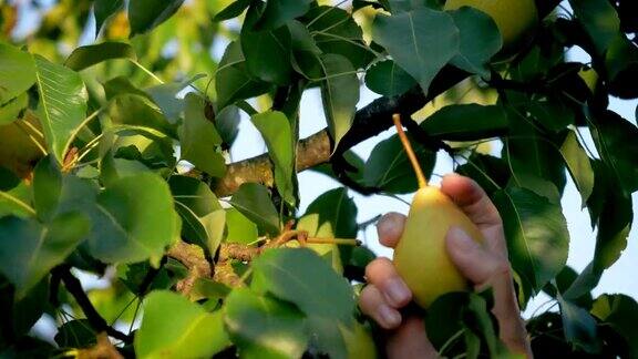 在一个阳光明媚的夏日一个女人从花园里的树上采摘一个成熟的梨