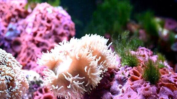 优雅珊瑚中的橙色小丑鱼