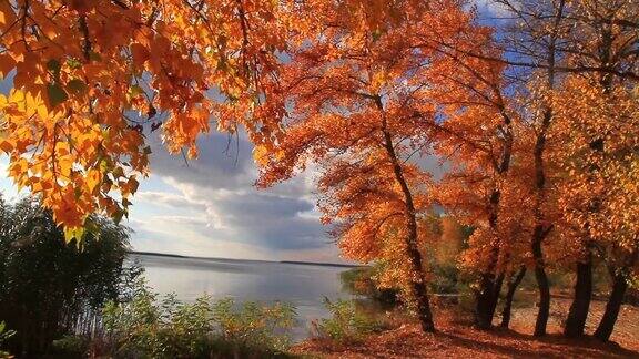 秋天的风景金色的树木在阳光明媚的日子里在河岸上