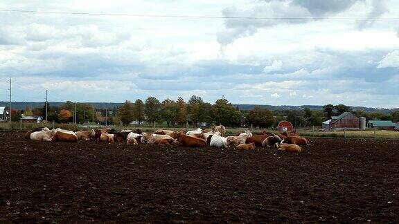 奶牛在广阔的农场