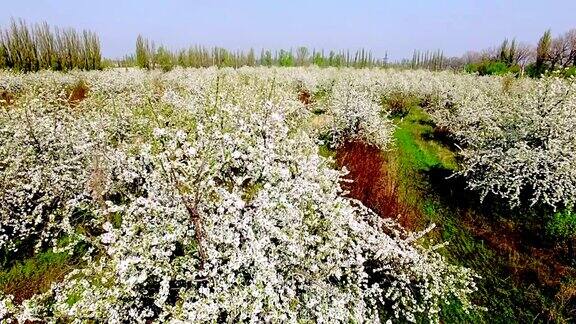 鸟瞰图美丽的盛开的苹果树花园