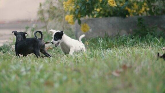 两只小狗在草地上慢动作奔跑
