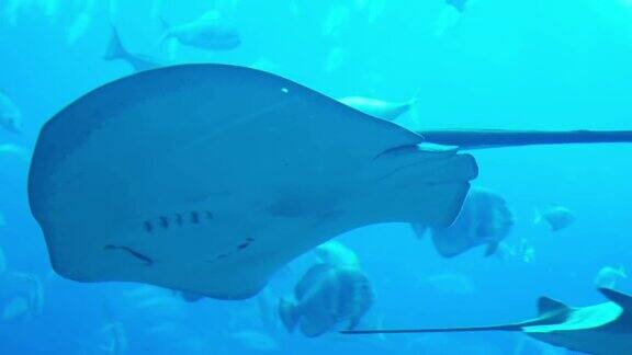 黄貂鱼在水族馆里游泳