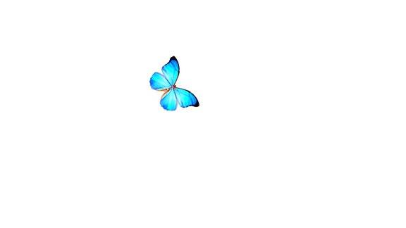美丽的蝴蝶飞来飞去
