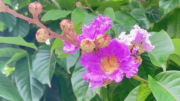 日本冲绳路边的紫薇盛开