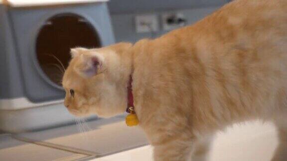 橙色眼睛的苏格兰折耳猫躺在地板上房子里的淘气猫