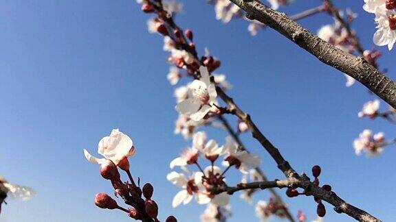 慢镜头:蜜蜂在花上