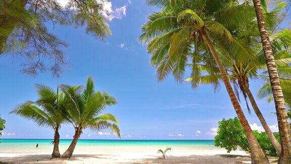 热带海滩棕榈树空岛