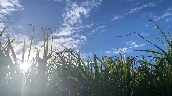 阳光穿过甘蔗草地