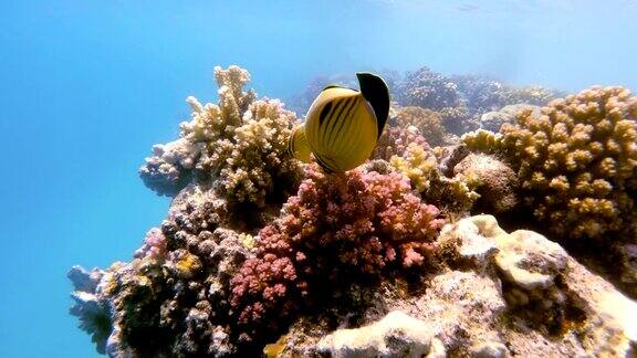 一群鱼在埃及红海的珊瑚花园里